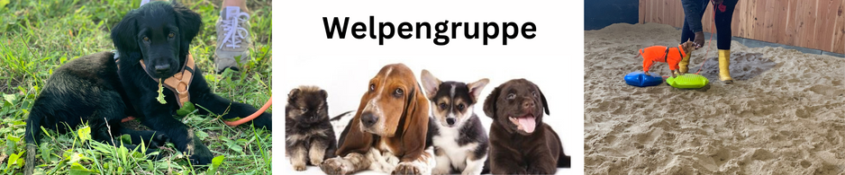 Welpengruppe Rendsburg Brekendorf Hundetraining